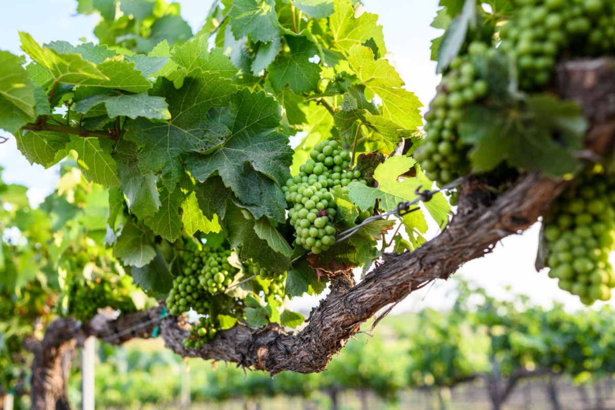 Grapes starting to grow in the Spring in Temecula California