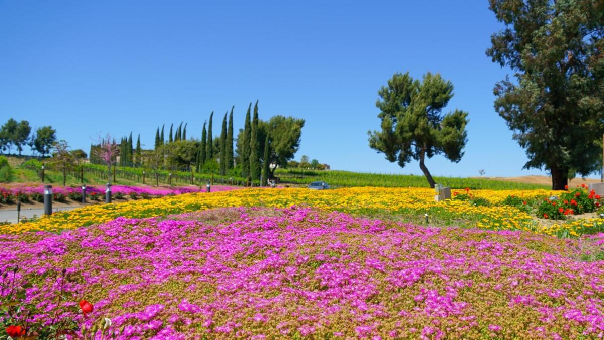 Spring wine tasting in Temecula California