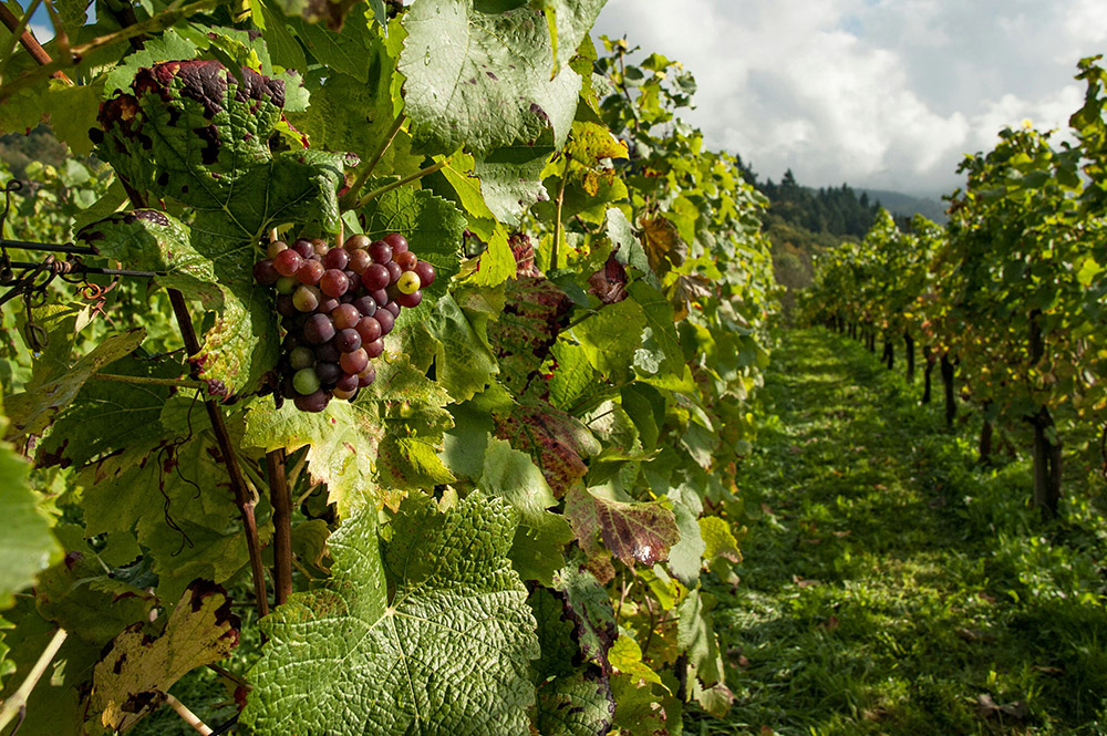 Temecula Wine Grapes in Spring