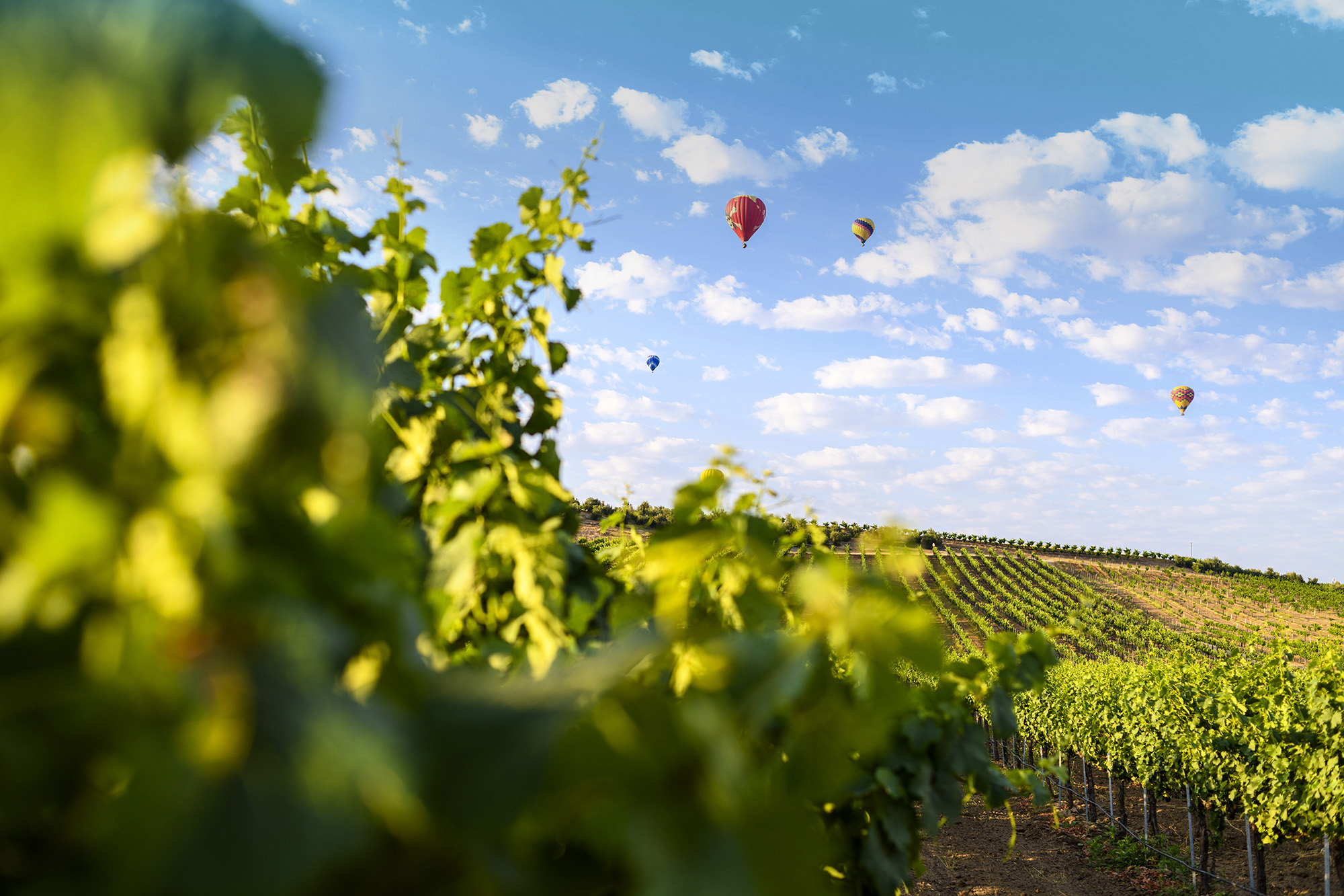 Grapes on Vines in Temecula